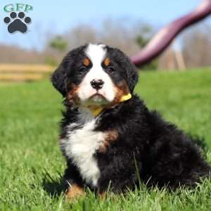 Jake, Bernese Mountain Dog Puppy